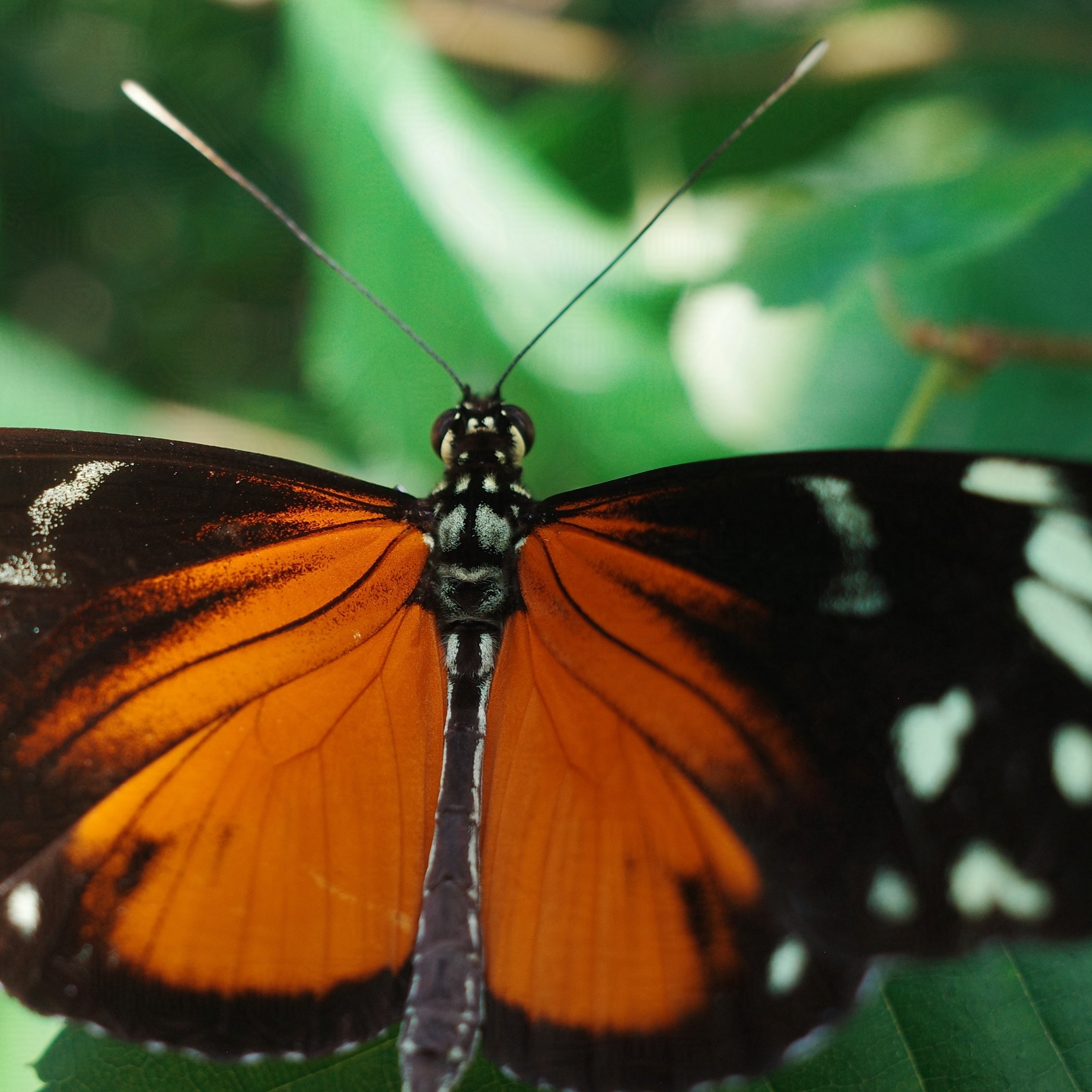 A close-up of an orange butterfly with white spots.